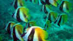 Heniochus monoceros im Aquarium halten (Einrichtungsbeispiele für Masken-Wimpelfisch)