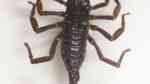 Heterometrus longimanus im Terrarium halten (Einrichtungsbeispiele für Asia-Skorpion)