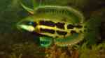 Heteroscarus acroptilus im Aquarium halten (Einrichtungsbeispiele für Regenbogen-Lippfisch)