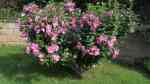 Hibiscus syriacus am Gartenteich (Einrichtungsbeispiele mit Syrischer Hibiskus)