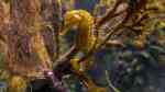 Hippocampus-Arten im Aquarium halten (Einrichtungsbeispiele für Seepferdchen)