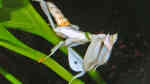 Hymenopus coronatus im Terrarium halten (Einrichtungsbeispiele für Orchideenmantis)