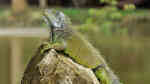 Iguana iguana im Terrarium halten (Einrichtungsbeispiele für Grüner Leguan)