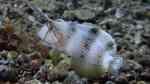 Iniistius pavo im Aquarium halten (Einrichtungsbeispiele für Pfauen-Messerlippfisch)