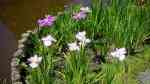 Iris ensata am Gartenteich (Einrichtungsbeispiele mit Japanische Schwertlilie)