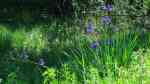 Iris sibirica am Gartenteich (Einrichtungsbeispiele mit Sibirische Schwertlilie)