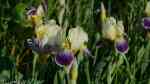 Iris versicolor am Gartenteich pflegen (Einrichtungsbeispiele mit Blaue Schwertlilie)