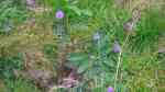 Knautia arvensis am Gartenteich (Einrichtungsbeispiele mit Wiesen-Witwenblume)