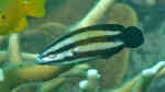 Labropsis australis im Aquarium halten (Einrichtungsbeispiele für Schlauchlippen-Putzerlippfisch)