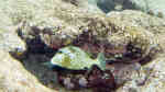 Lactophrys bicaudalis im Aquarium halten (Einrichtungsbeispiele für Schwarzpunkt-Kofferfisch)