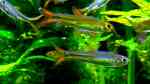 Aquarien mit Ladigesia roloffi (Orangeroter Zwergsalmler)