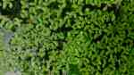 Aquarien mit Lemna minor (Kleine Wasserlinse)