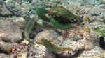 Leptoscarus vaigiensis im Aquarium halten (Einrichtungsbeispiele für Marmorierter Papageifisch)