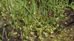 Littorella uniflora am Gartenteich (Einrichtungsbeispiele mit Einblütiger Teichstern)