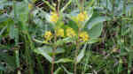 Lysimachia thyrsiflora am Gartenteich (Einrichtungsbeispiele mit Strauß-Gilbweiderich)