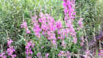 Lythrum salicaria am Gartenteich pflegen (Teichbeispiele mit Blutweiderich)
