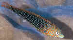 Macropharyngodon ornatus im Aquarium halten (Einrichtungsbeispiele für Leoparden-Junker)