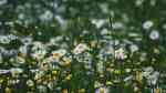 Matricaria chamomilla am Gartenteich (Einrichtungsbeispiele mit Echte Kamille)