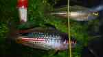 Melanotaenia duboulayi im Aquarium halten (Einrichtungsbeispiele für Karmin-Regenbogenfisch)