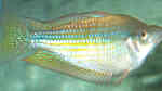Melanotaenia fluviatilis im Aquarium halten (Einrichtungsbeispiele für Rotgesprenkelter Regenbogenfisch)