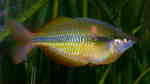 Melanotaenia herbertaxelrodi im Aquarium halten (Einrichtungsbeispiele für Tebera-Regenbogenfisch)