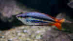 Melanotaenia papuae im Aquarium halten (Einrichtungsbeispiele für Papua-Regenbogenfisch)