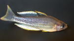 Melanotaenia pygmaea im Aquarium halten (Einrichtungsbeispiele für Blauer Zwergregenbogenfisch)