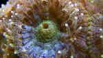 Micromussa lordhowensis im Aquarium halten (Einrichtungsbeispiele für Großpolypige Steinkoralle)