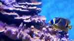 Montipora dilatata im Aquarium halten (Einrichtungsbeispiele für Kleinpolypige Steinkoralle)