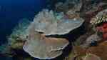 Montipora foliosa im Aquarium halten (Einrichtungsbeispiele für Kleinpolypige Steinkoralle)
