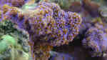 Montipora tuberculosa im Aquarium halten (Einrichtungsbeispiele für Kleinpolypige Steinkoralle)
