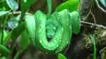 Morelia viridis im Terrarium halten (Einrichtungsbeispiele für Grüner Baumpython)