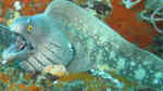 Muraena argus im Aquarium halten (Einrichtungsbeispiele für Pazifische Weißfleckenmuräne)