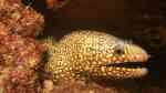 Muraena lentiginosa im Aquarium halten (Einrichtungsbeispiele für Juwelen Muräne)