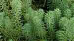 Myriophyllum alterniflorum im Gartenteich pflegen (Einrichtungsbeispiele für Wechselblütiges Tausendblatt)