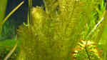 Myriophyllum hippuroides im Gartenteich pflegen (Einrichtungsbeispiele für Kleine Papageienfeder)