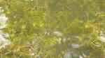 Myriophyllum spicatum im Gartenteich pflegen (Einrichtungsbeispiele für Ähriges Tausendblatt)