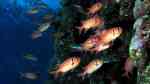 Myripristis murdjan im Aquarium halten (Einrichtungsbeispiele für Weißsaum-Soldatenfisch)