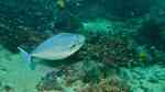 Naso hexacanthus im Aquarium halten (Einrichtungsbeispiele für Blauklingen-Nasendoktorfisch)