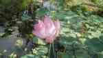 Nelumbo nucifera am Gartenteich (Einrichtungsbeispiele mit Indische Lotusblume)