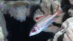 Neoniphon sammara im Aquarium halten (Einrichtungsbeispiele für Blutfleck-Husar)
