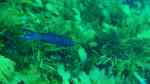 Olisthops cyanomelas im Aquarium halten (Einrichtungsbeispiele für Heringslippfisch)