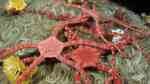 Ophioderma rubicunda im Aquarium halten (Einrichtungsbeispiele für Rubinroter Schlangenseestern)