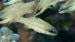 Ostorhinchus chrysopomus im Aquarium halten (Einrichtungsbeispiele für Wangenpunkt-Kardinalbarsch)