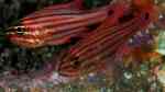 Ostorhinchus endekataenia im Aquarium halten (Einrichtungsbeispiele für Zuckerstangen-Kardinalbarsch)
