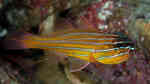 Ostorhinchus properuptus im Aquarium halten (Einrichtungsbeispiele für Orangelinien-Kardinalbarsch)