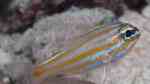 Ostorhinchus rubrimacula im Aquarium halten (Einrichtungsbeispiele für Rotpunkt-Kardinalbarsch)
