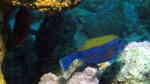 Ostracion cyanurus im Aquarium halten (Einrichtungsbeispiele für Blauschwanz-Kofferfisch)