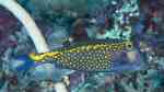 Ostracion meleagris im Aquarium halten (Einrichtungsbeispiele für Weißtüfpel-Kofferfisch)
