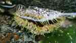 Oulactis muscosa im Aquarium halten (Einrichtungsbeispiele für Gesprenkelte Sandanemone)